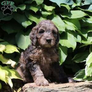 Max, Irish Doodle Puppy